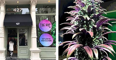 house of za nyc|The House of Cannabis Museum Is Set to Open in NYC's SoHo  .